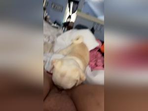 Art of Zoo: Girl Suck Dog - Extreme Videos