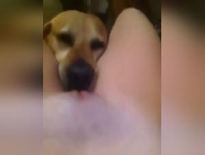 tierisches orgy: hund befriedigt frau