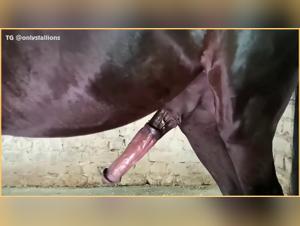 The Seductive Story of a Salty Mare in Freedom: A Tale for Two