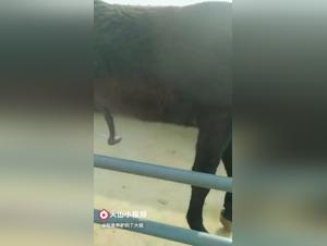 Woman and horse: a beastly encounter on video