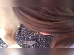 tierisches vergnügen: hund, sperma, und sex
