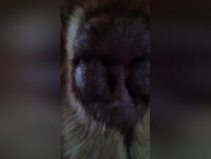 Bestiality sex video with a Great Pyrenees - Episode 5