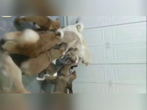 intimate moment with dog