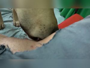 Animals Fucking Blonde Pussy and Doggystyle