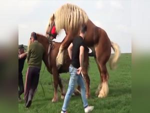 Bestial encounter with a horse - Intense zoophilia video
