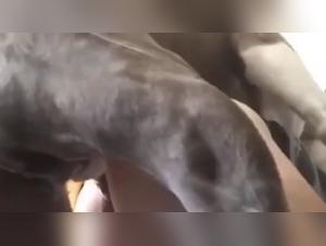 Forbidden Meeting: Woman and Dog