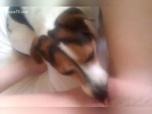 Sex with Dogs Videos - Hardcore Bestiality