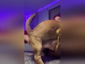  porno with Animal: The Sex with the Cat