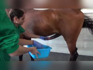 Woman and horse: an exciting zoophilia video