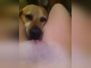 Bestiality sex videos with dogs
