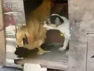 Dog Sex Videos - Bestiality and Zoophilia