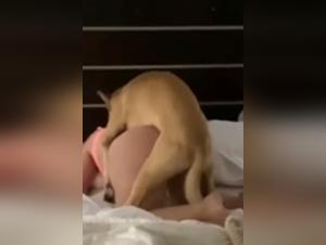 Zoophilia Animal Sex Videos: The Wildest Content