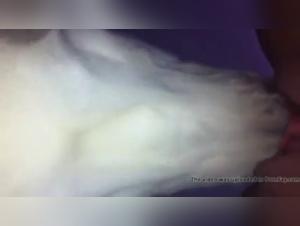 Bestiality Sex Videos: Deep Licking