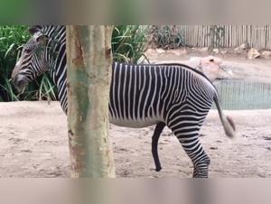 Zoophilia scene with a zebra