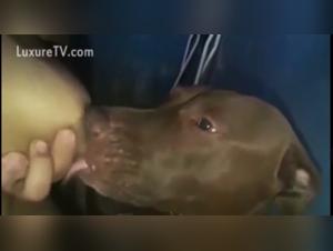 woman breastfeeding dog in bathroom