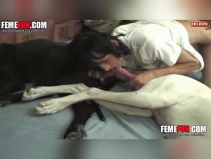Submissive woman fucked by a dog while she sucks two males - Extreme zoophilia video