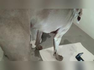 alyzoo intimate explorations