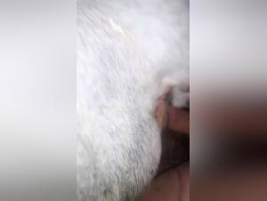 erotic encounter woman and cow