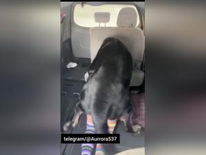 Hard fucking with a dog