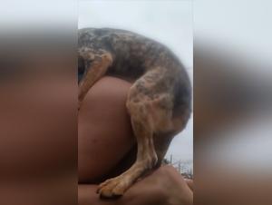 The Sow's Wild Night with Her Hamster