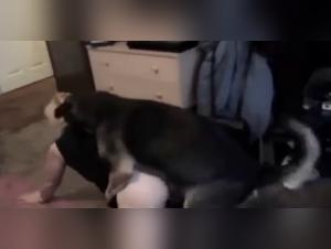 Dog fucks Milly till she cums