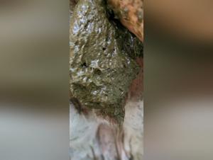 Woman and Dog: A Forbidden Meeting