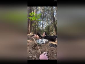 Cupcake & Hund: Wilde Nummer