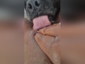 Dog licks a woman's pussy