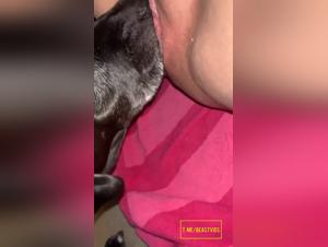 Hund leckt, Schlampe kommt