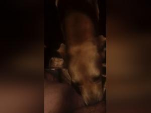 Novinha deixando o cachorro lamber hard avec salope