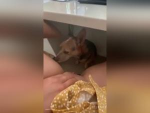 Bestiality sex video: a woman and her dog