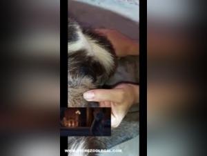 Canine Food and Secretions: A Forbidden Encounter