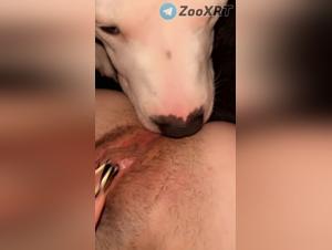  chien léchant  putain sans frein