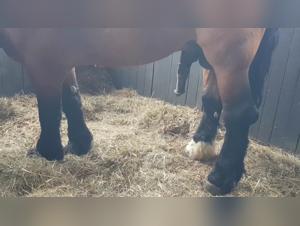 Horse and woman: a bestial encounter