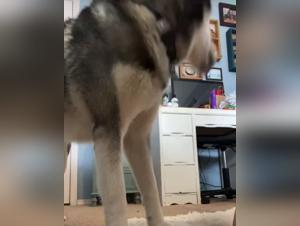 The Slut Licks Her Dog at TickTea: A Sexy Zoo Porn That Will Get You Hard