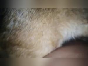 Bestiality: A Woman and Her Dog