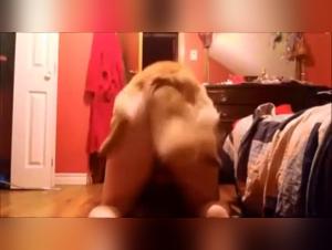 Bestiality sex video: lucky dog   and teenage girl