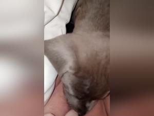 wild dog bestiality sex