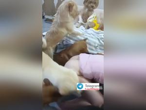 Chica Gangbang Chien Collection 2
