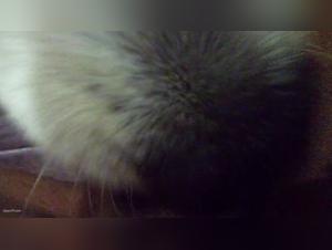 Bestialitat: eine Frau und ihr Hund