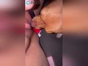 succion brutal: perra disfruta con su perro