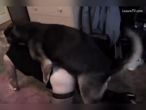 Mature woman and her adventure with a dog: an intense bestiality sex video