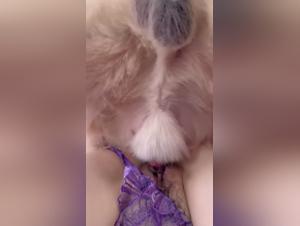 chinois cachée, baise golden retriever