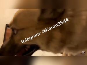 Tierbezwang: Frauen beim Hundekram