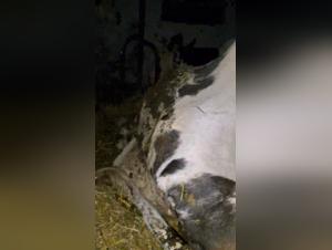 Pussy de Vache Mouillée