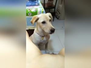 Unpublished zoophilic videos: more than 100 new features to discover