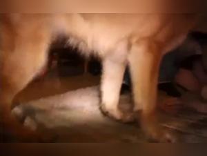 Femme au foyer epanouie avec son chien : baise et tendresse intense