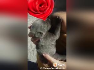 Woman Breastfeeding a Puppy - Art of Zoo