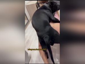 Perro viola a una chica
