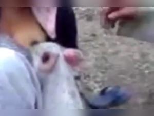 An Exciting Zoophilia Experience - Woman and Piglet